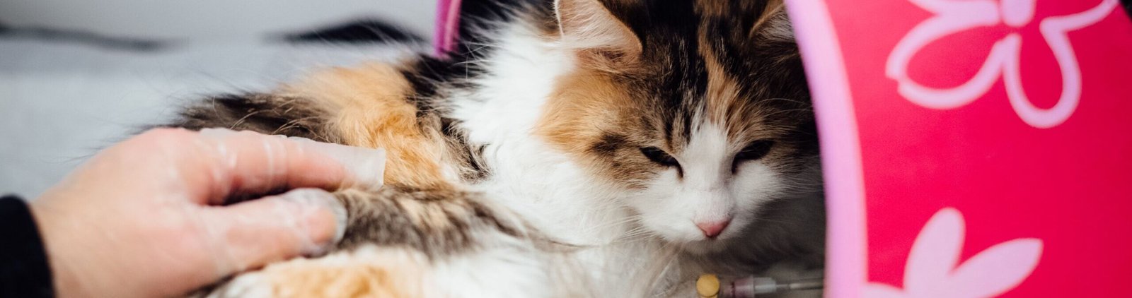 Pets Care Hubs